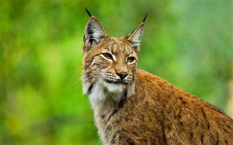 lynx animal